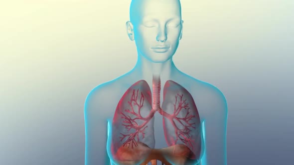 Lung organs located in the thoracic cavity of the thorax alt