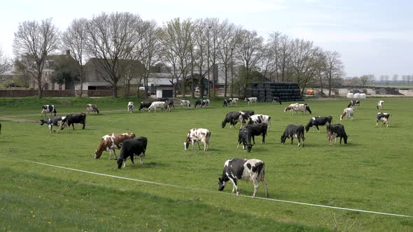 Black and white cows in the meadow grazing and looking around