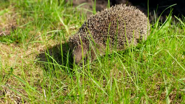 Little Cute Prickly Hedgehog on Green Grass in Garden