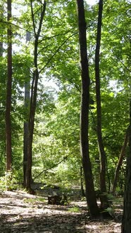 Vertical Video of Beautiful Green Forest By Day