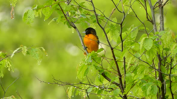 Beautiful Baltimore Oriole perched on a green branch before flying off to explore on a rainwet day