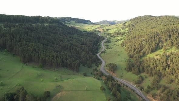 Forest Road And Green Valley