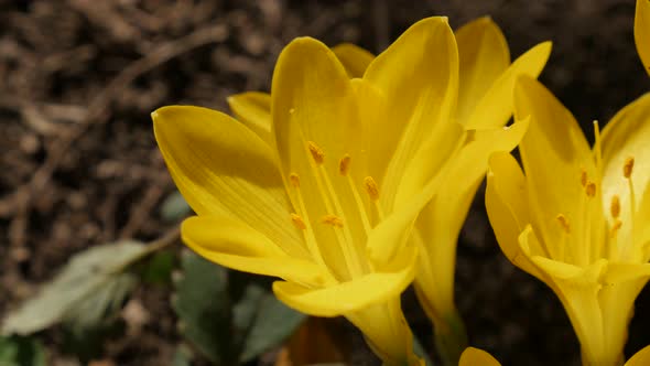 Beautiful yellow crocus flower stigmas and petals 3840X2160 UltraHD footage - Close-up  plant lily-o