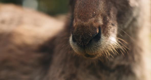 Close up of an eastern grey kangaroo's nose, shallow depth of field. BMPCC 4K