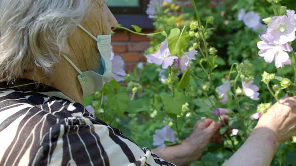 an Old Woman in a Protective Mask is Engaged in Her Garden Checking the Flowers That Have Grown