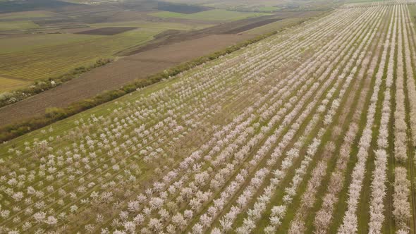 Aerial View of the Orchard Flowering in Spring