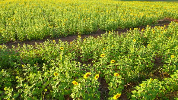 4K Beautiful aerial view of sunflowers, sunflowers blooming in the wind