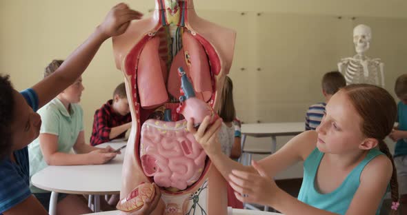 Group of kids touching human anatomy model