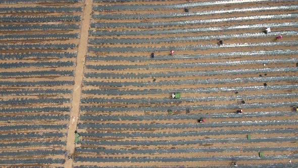 Pepper Field