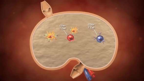 Cell Mediated Induction of Immune Response