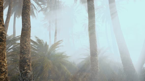 Coconut Palms in Deep Morning Fog