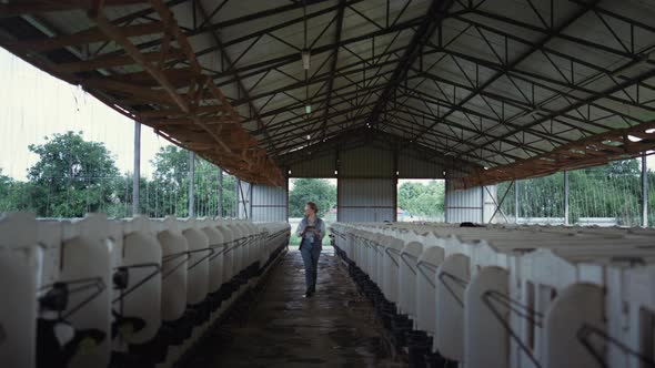 Farmer Checking Calves Feedlots at Countryside