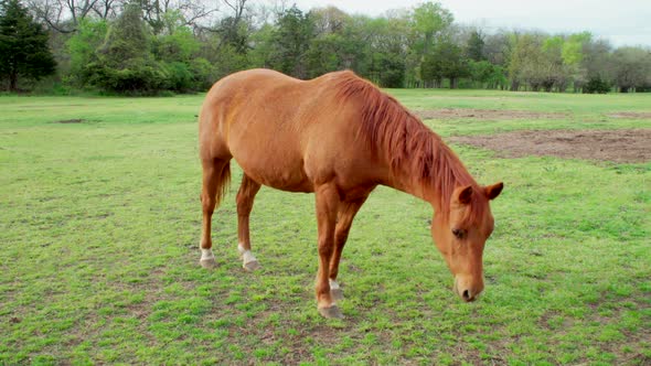 This is a shot of a beautiful horse eating grass and then posing for the camera for a glorious portr