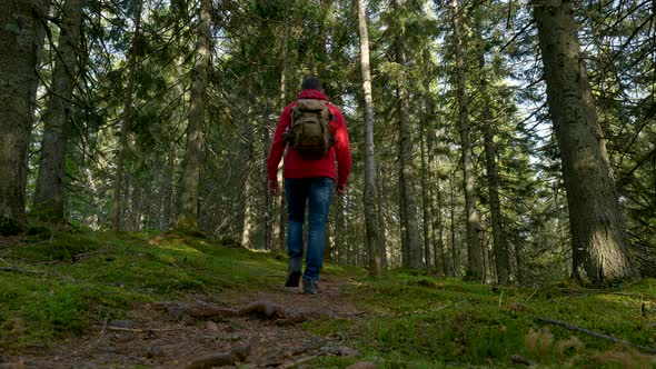 Tourist Guy with a Backpack Walks Along a Trail in a Beautiful Forest