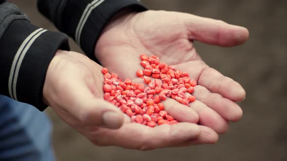 Sowing Red Corn Seeds, Treated with Pesticides, in Farmer's Hands. Concept of Sowing Maize.