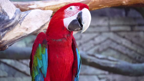 Red Macaw Parrot with a Huge Beak Looks at the Camera and Then Abruptly Leaves Closeup