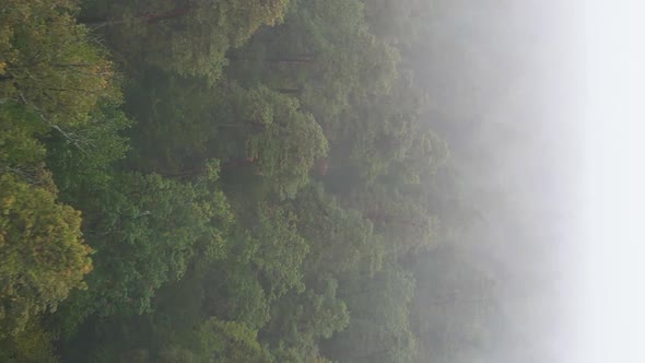 Vertical Video Fog in the Forest Aerial View