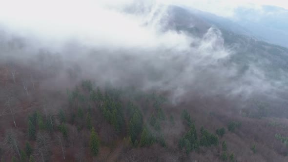 Morning Mist Floating Above the Dense Woods, Clouds Above the Forest Area