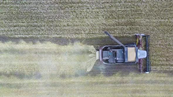 Aerial View of Combine Harvester. Harvest of Rapeseed Field. Industrial Background on Agricultural