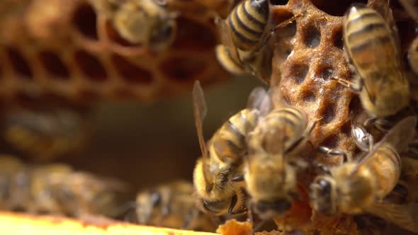 Queen Cell in Honey Bee Colony Close Up