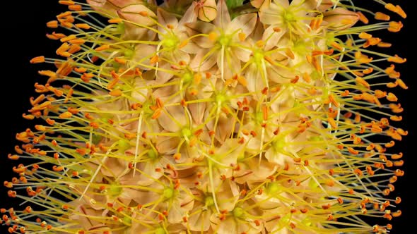 Orange Flower Eremurus Blooming in Time Lapse on a Black Background. Foxtail Lily or Eremurus