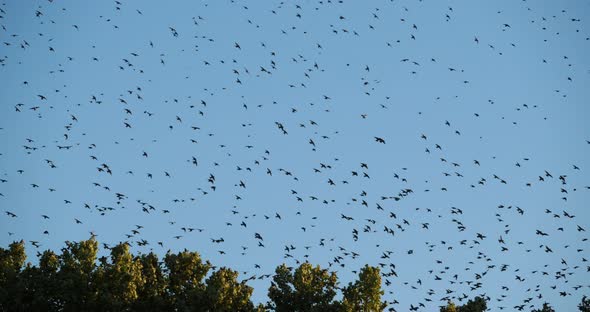 Flock of birds, Starlings (Sturnus vulgaris) surrounding their sleeping tree. France