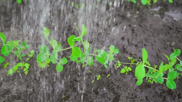 Watering a Fresh Sprout of Peas in Slow Motion