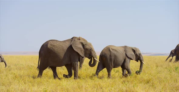 Elephants in the savanna