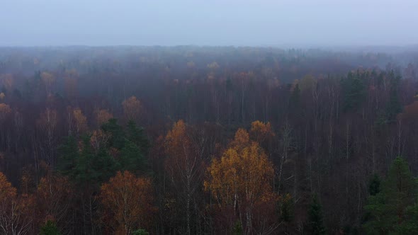 Flight Above Forest