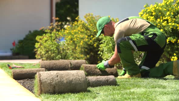 Male Worker Placing Rolls Of Grass In Garden. 