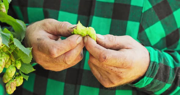 Closeup of Male Hands Inspecting a Hop Cone Used in Making Beer An Elderly Farmer