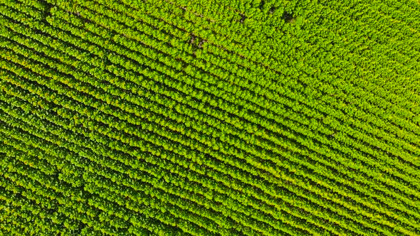 View From Above Huge Field of Green Plants