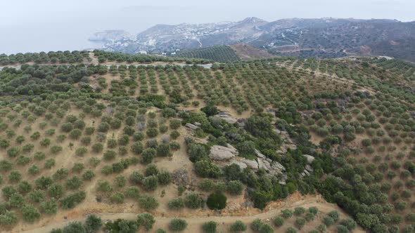 Aerial view of Olive trees on the hill near Sea. Fly over olive Plantation 