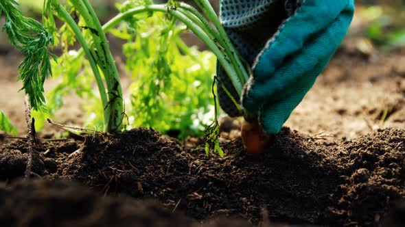 Person cultivating carrot