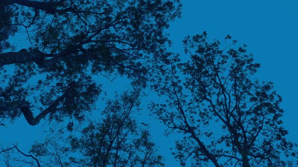 Looking Up At Trees On Windy Evening