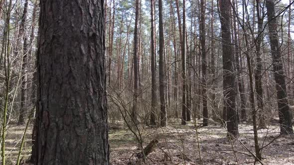 Trees in a Pine Forest During the Day Aerial View