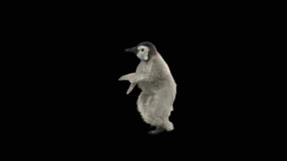 Penguin Dancing HD