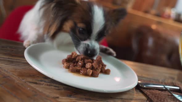 Dog Eating Food From Plate on Table Like Human Person