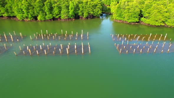 An island-shaped mangrove forest in the middle of a river mouth near the sea.