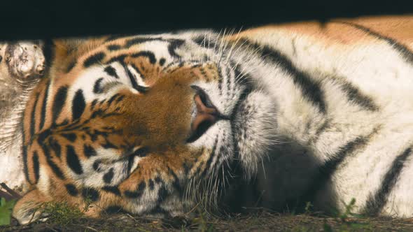 Tiger asleep, annoyed of a irritating fly, on a sunny day - Static shot - Tigris noun