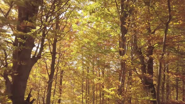 Golden Light of Sun in Autumn Forest Nature