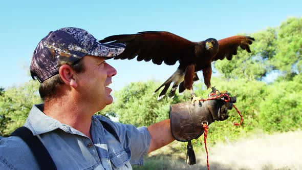 Falcon eagle perching on mans hand