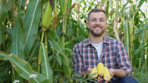 A Farmer or Agronomist in a Corn Field Holds Young Ears of Corn in His Hands