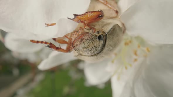 Maybug Eating Apple Tree Flower Petals