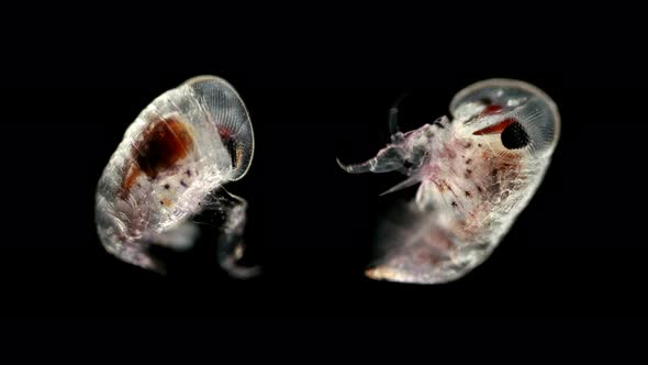 Hyperia Crayfish Under the Microscope. The Hyperiidae Family, an Arthropod Type, Superorder