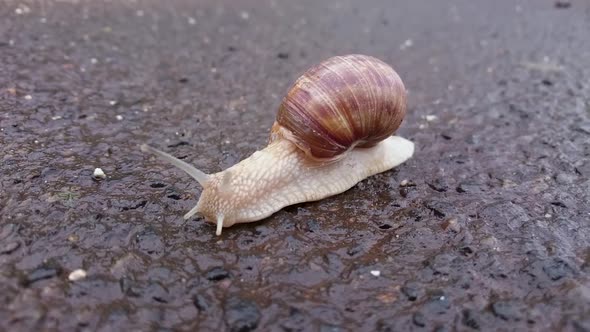 A snail walks alone slowly on the asphalt.
