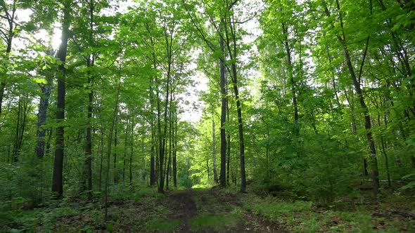 Summer park forest