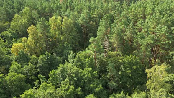 AERIAL: Pine Trees and Road Leading Through The Forest