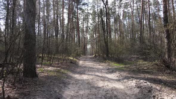 Aerial View of the Road Inside the Forest