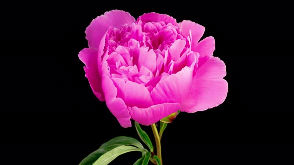 Time Lapse of Opening Beautiful Pink Peony Flowers